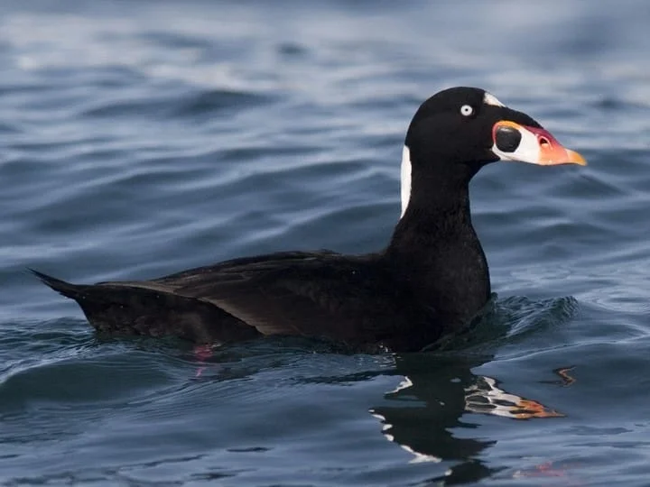 Male Surf Scoter — photo by Brian Sullivan, https://www.allaboutbirds.org