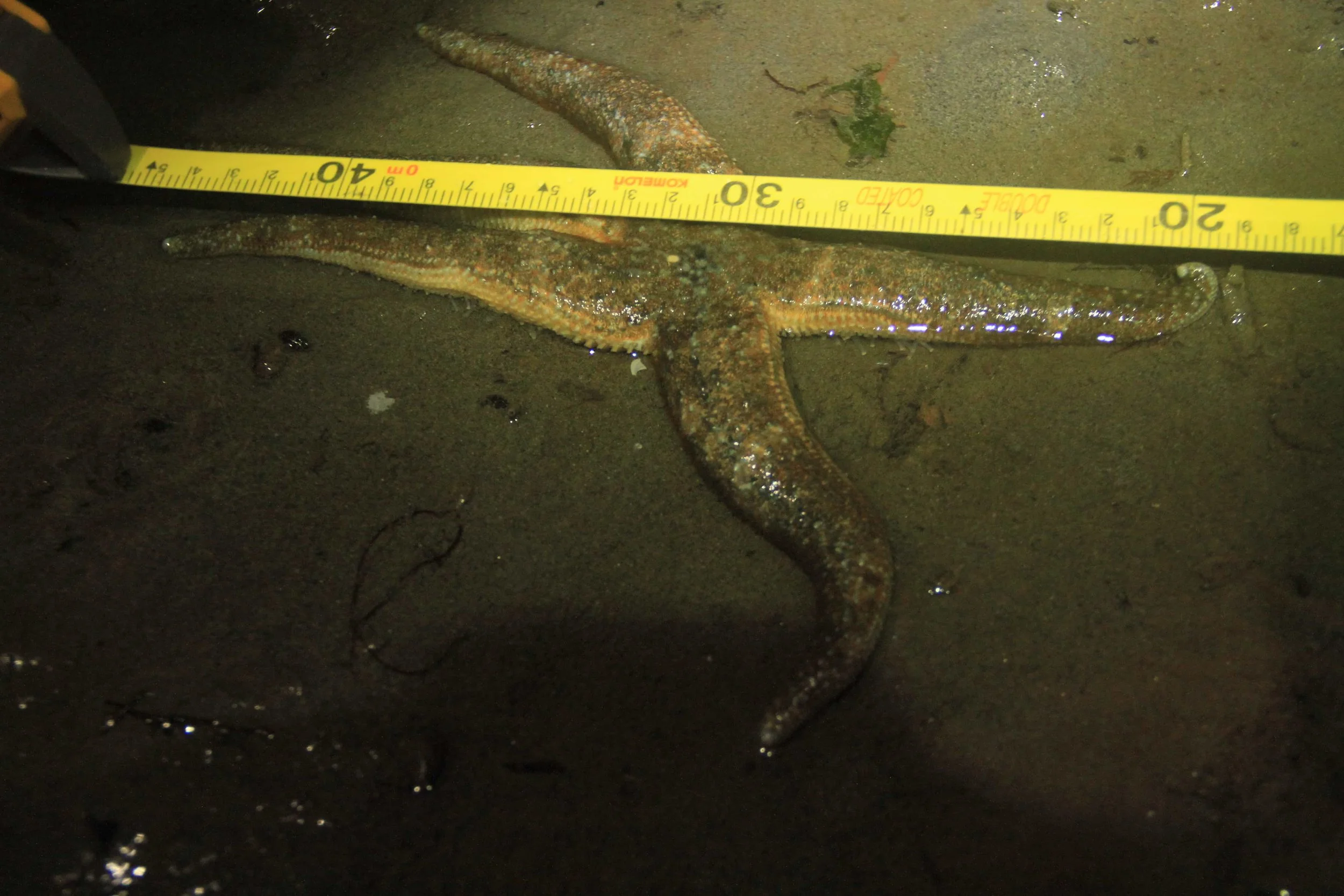 The third and final part of our survey was the sea star count. We walked along the beach for a total of 1o minutes searching for sea stars. For every one we had to measure its radius and check for signs of sea star wasting disease, a disease that has been causing die-outs of sea stars all along the north pacific coast. Unfortunately, this mottled sea star (Evasterias troschelli), the only one we found, seems to have some of the early signs of the disease - white lesions along its top.