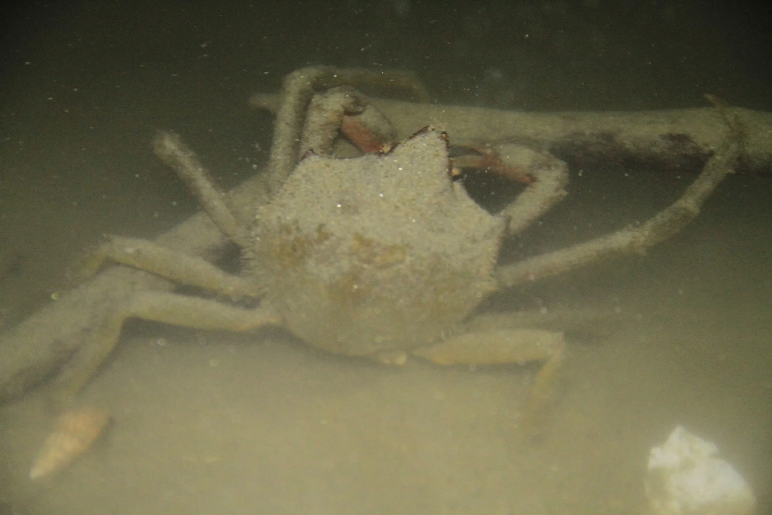 A KelP Crab explores underneath the pier. check out those long legs! Pick them up with caution: Their legs are quite sharp on the ends, and can pierce the skin.