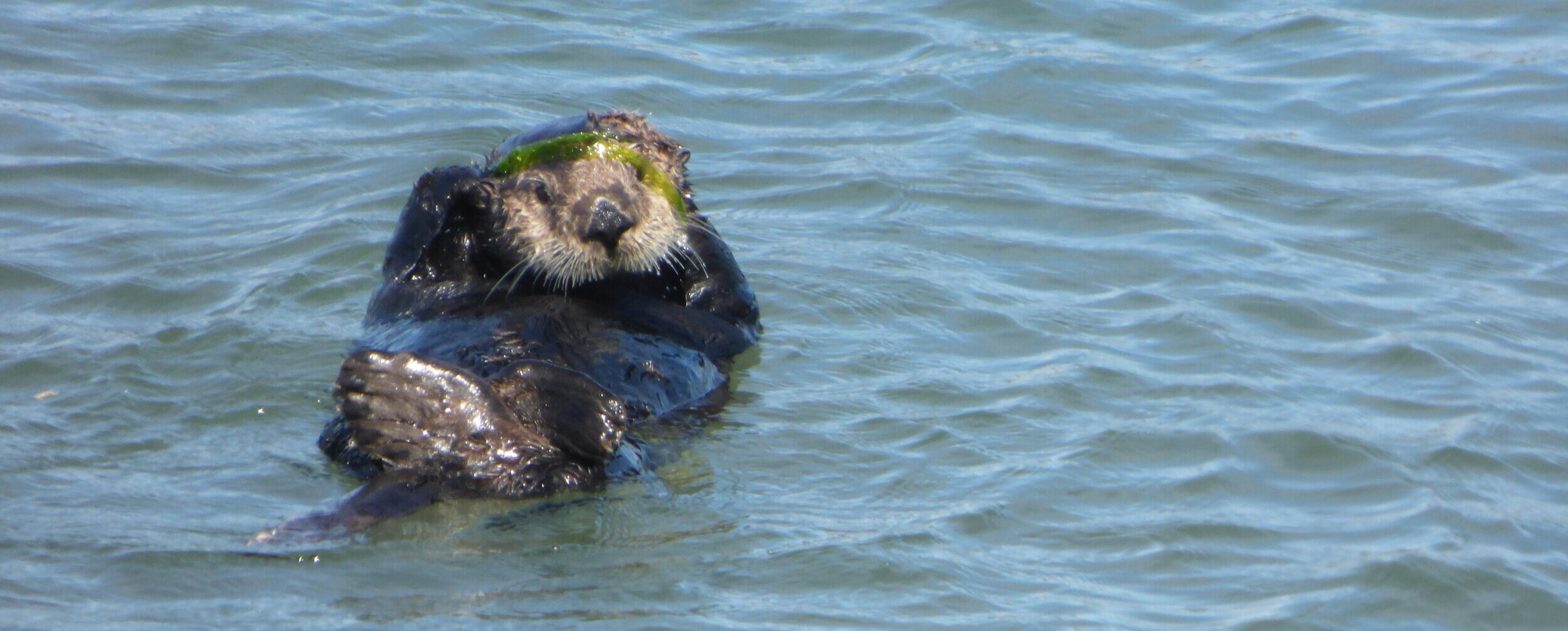 Sound View Camp - Family Campground / Outdoor Environmental Education -  Otters!