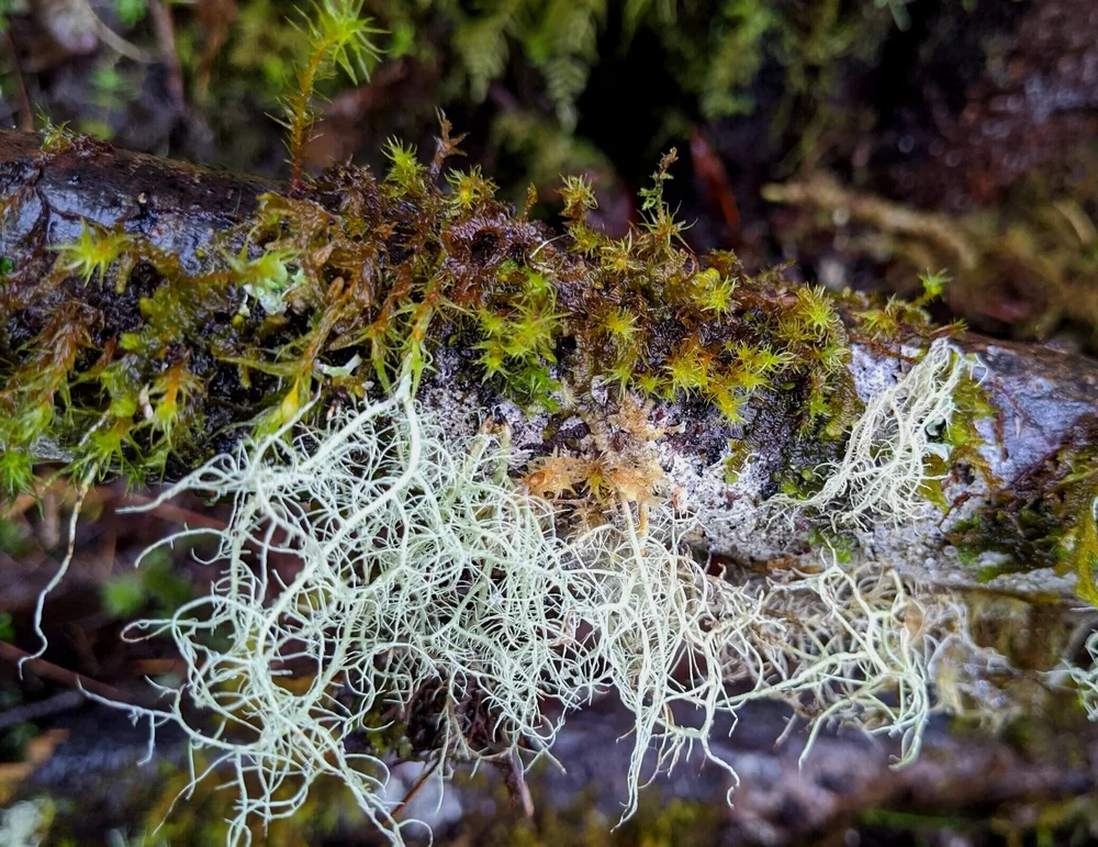 Chemical Weathering Living Organisms Lichens