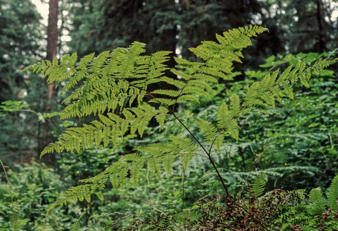 Photo: pugetsound.edu