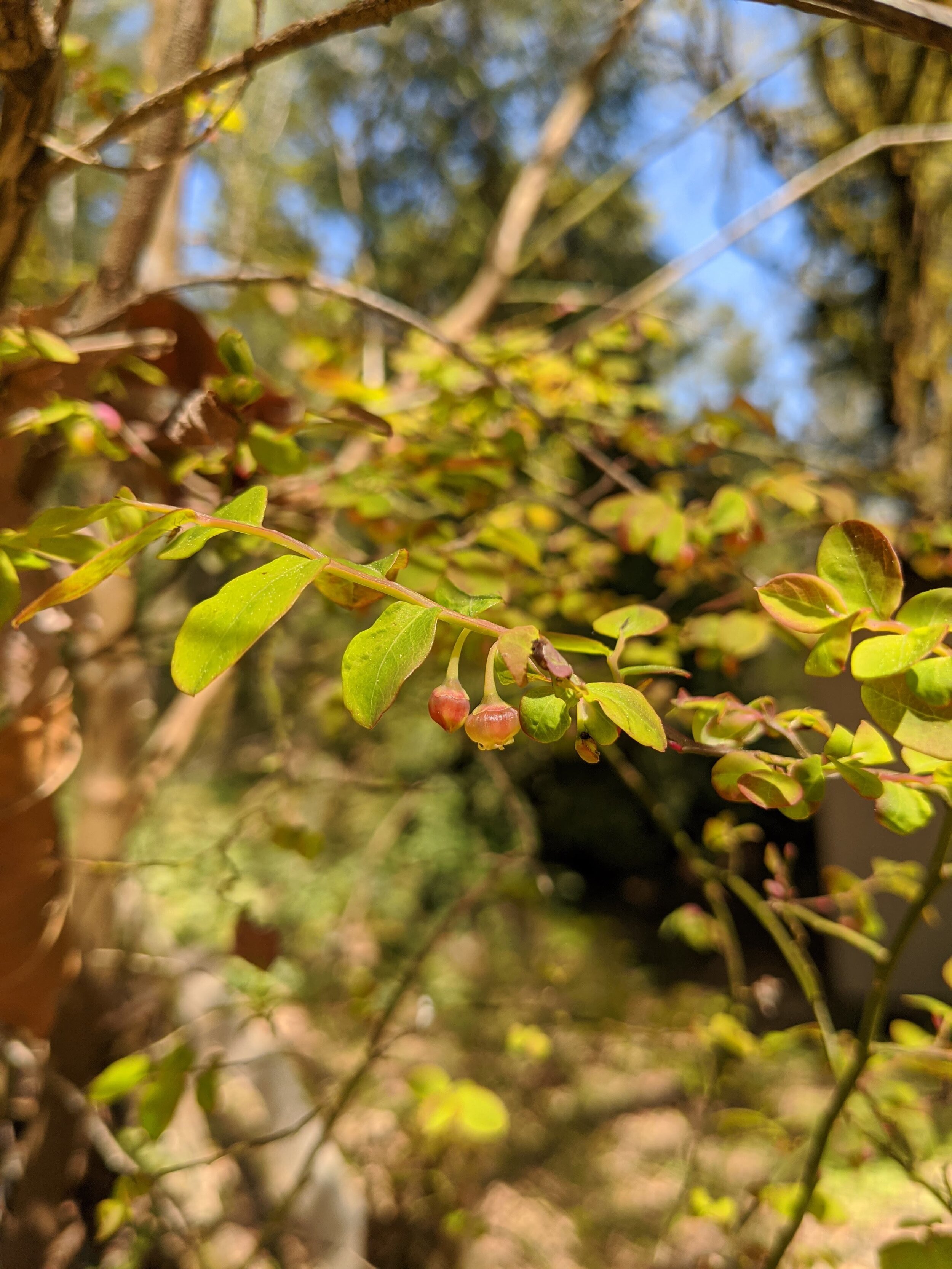 Red Huckleberry