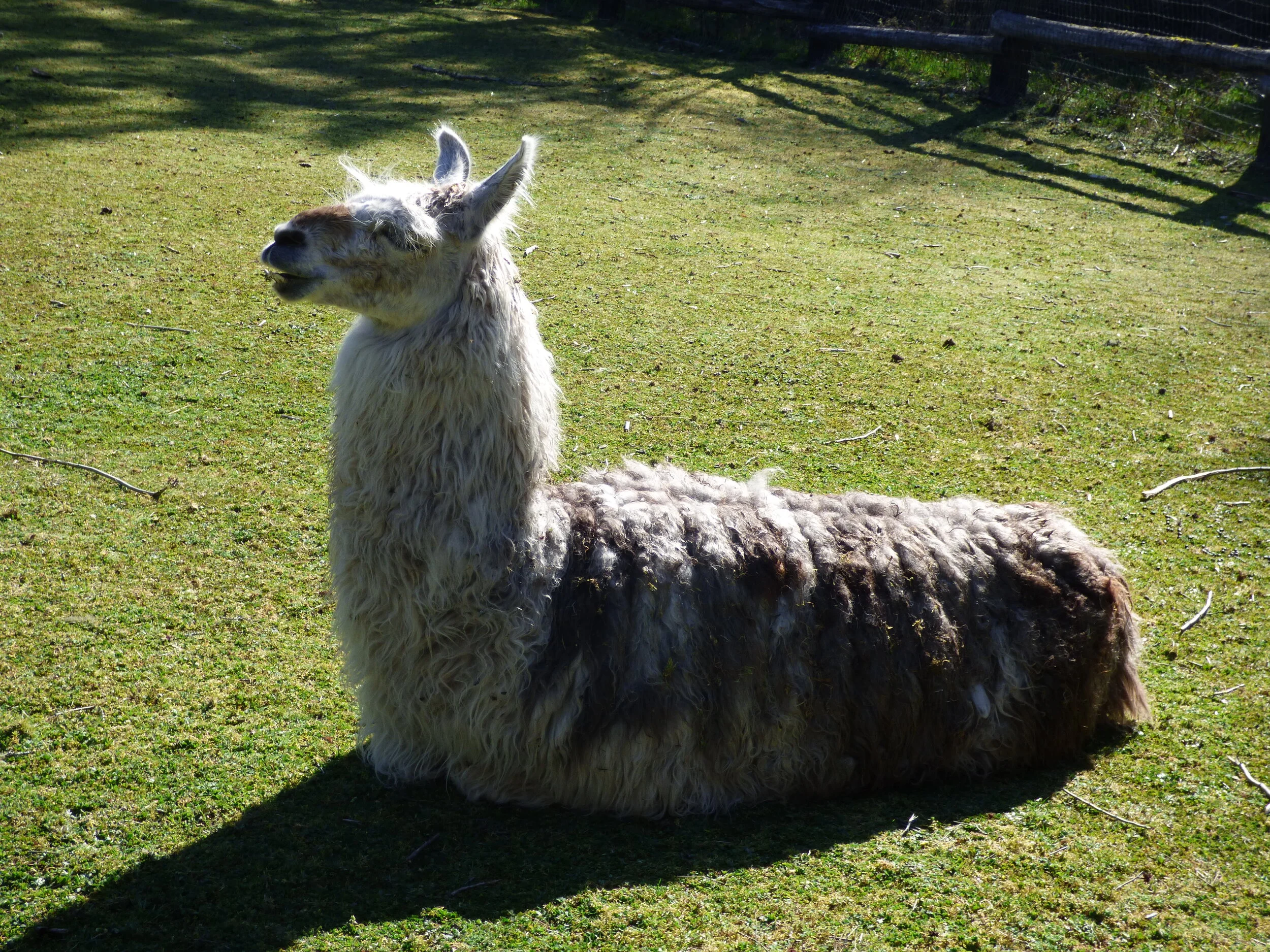 Sound View Farm: Llamas
