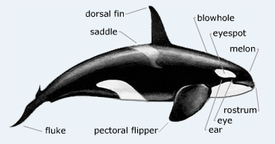 Sound View Camp and Retreat Center - Orcas: Part 1