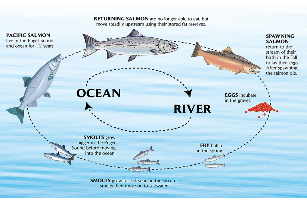 journey of salmon