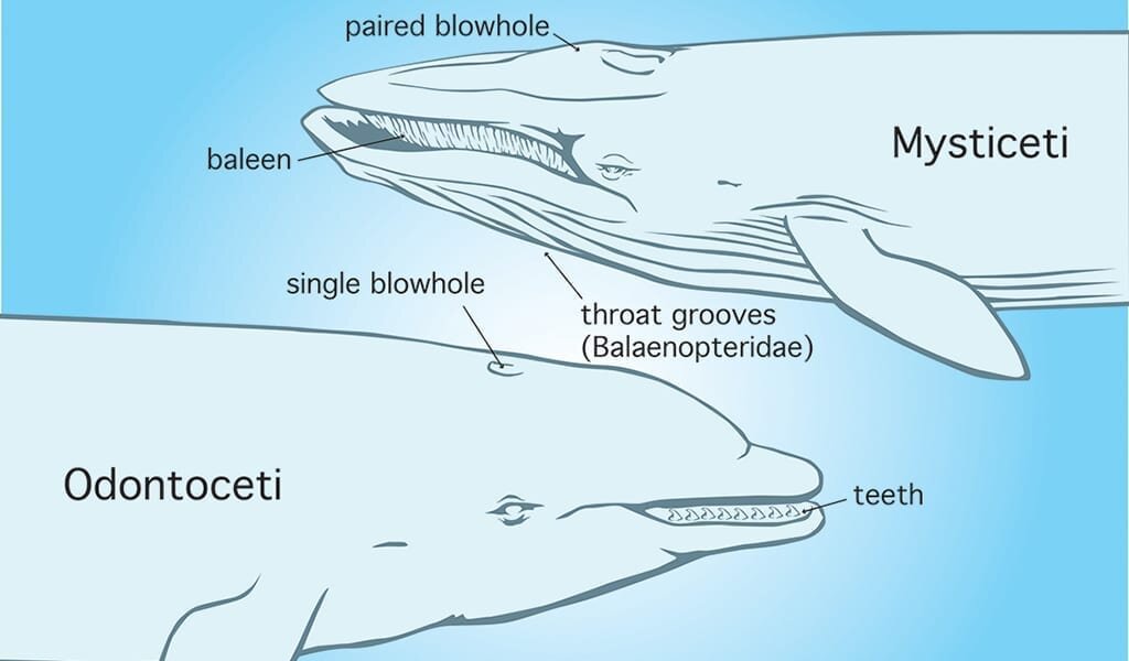 Sound View Camp Family Campground Outdoor Environmental Education Whales Vs Dolphins