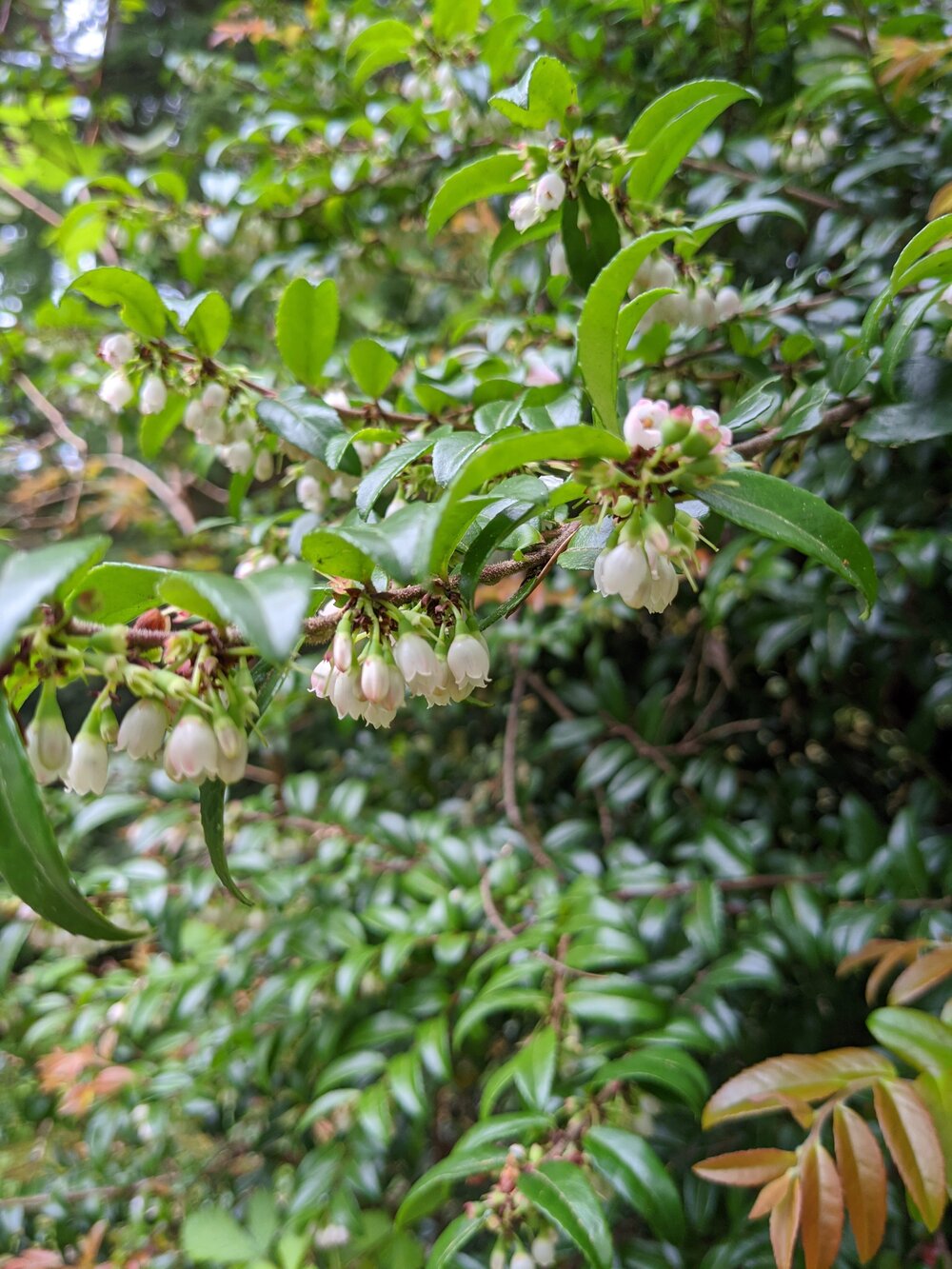 Evergreen Huckleberry