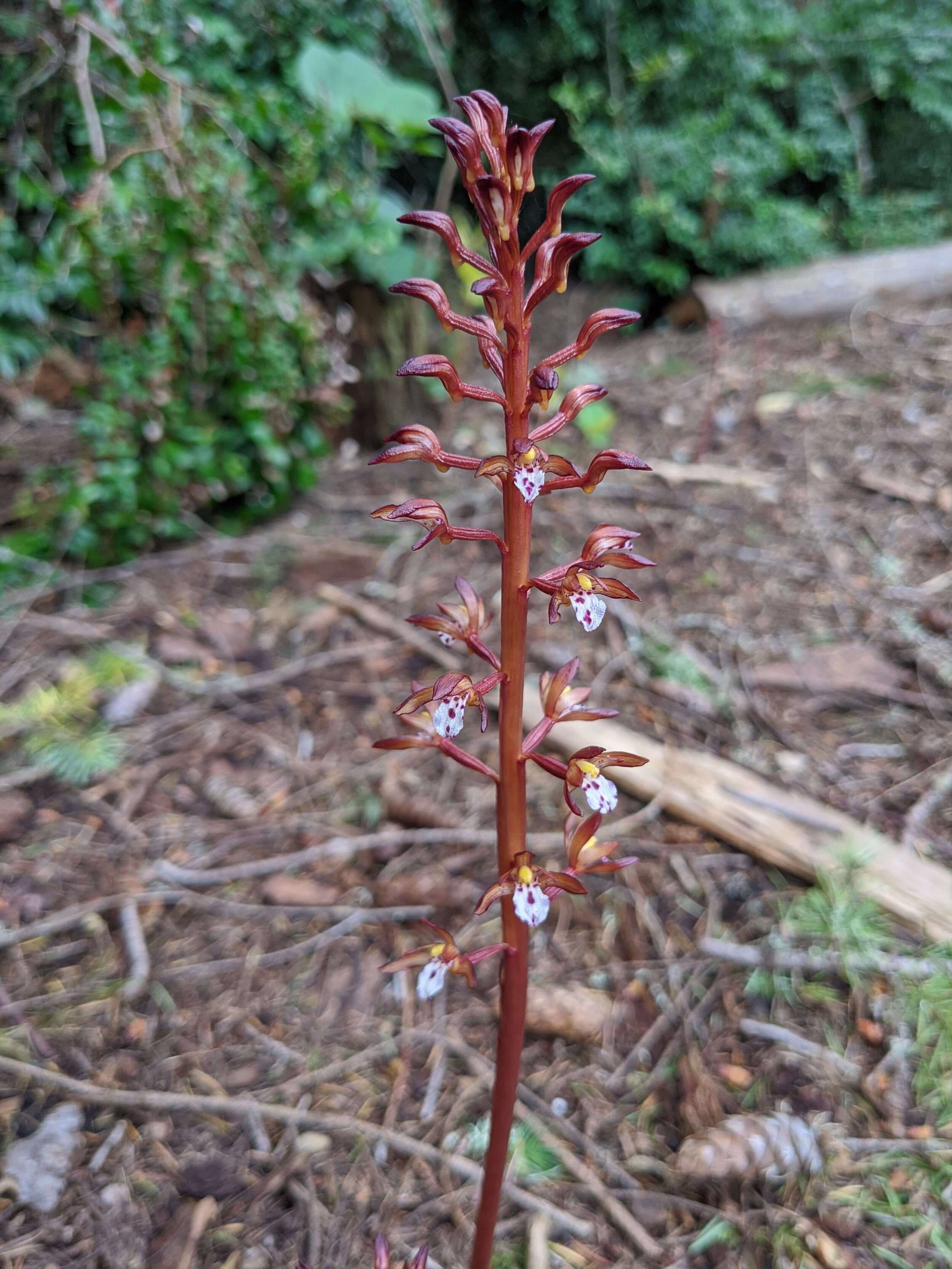 Coralroot