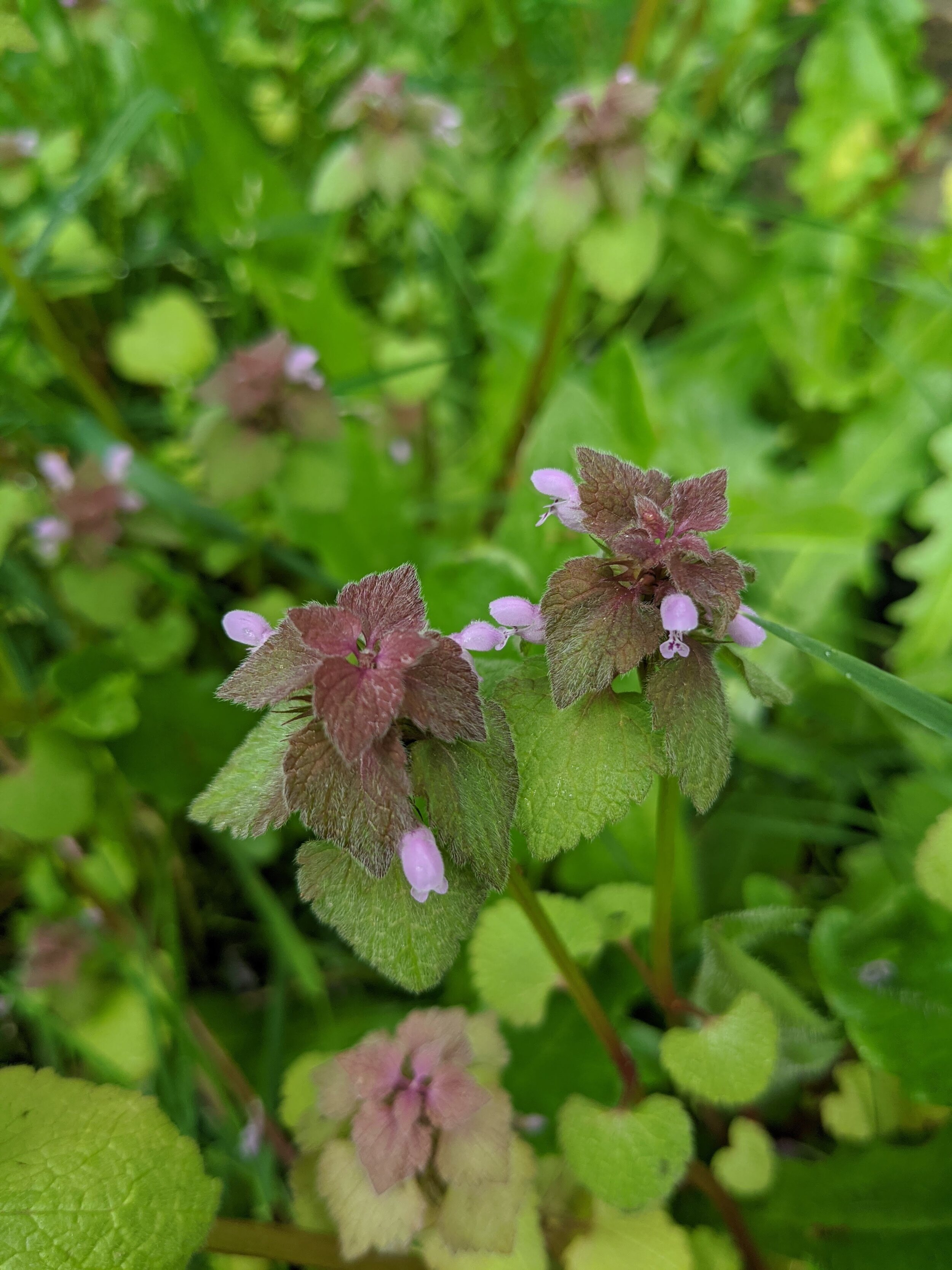 Dead Nettle