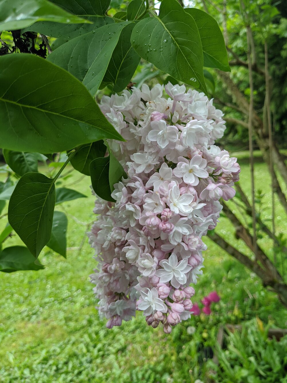 Common Lilacs 