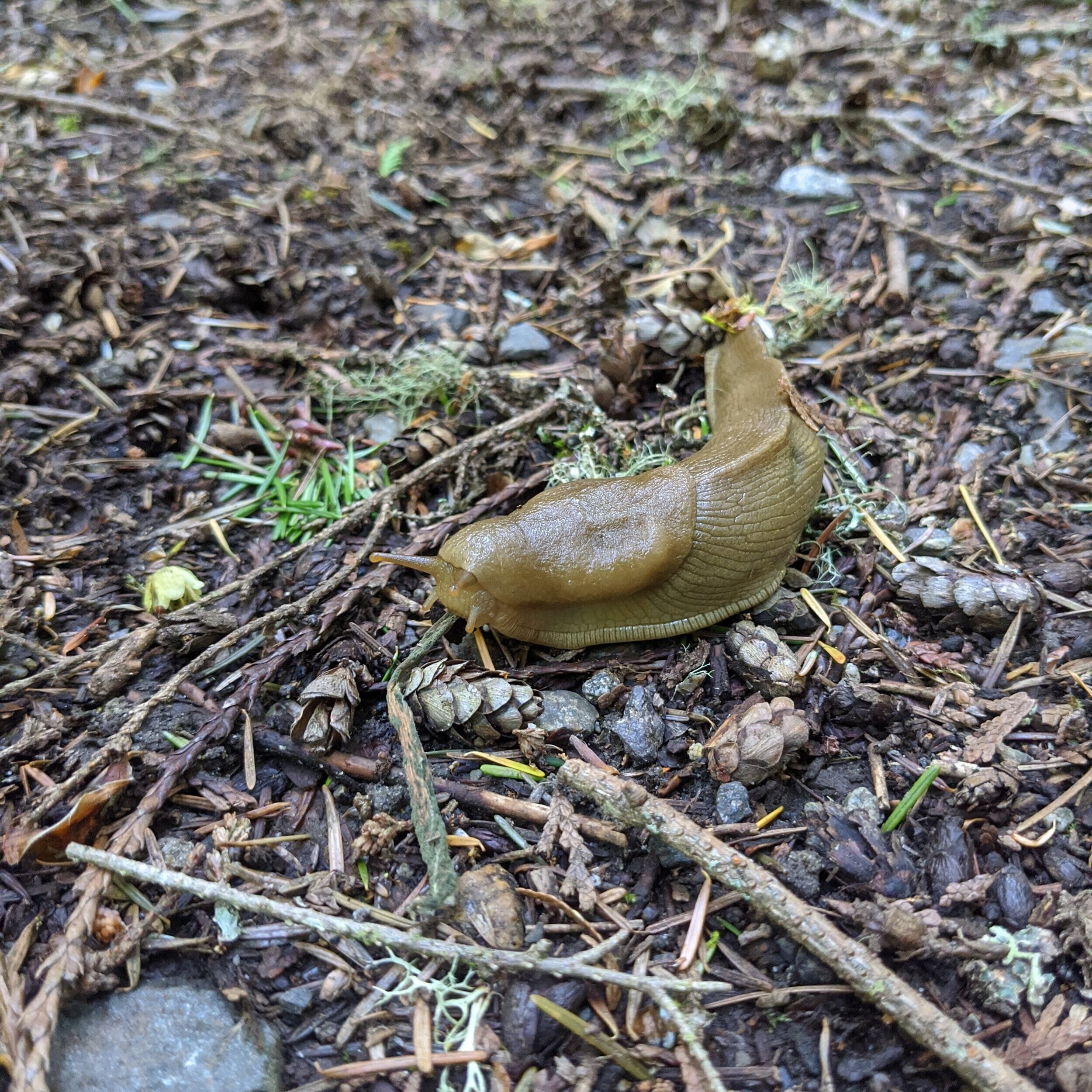 Sound View Camp - Family Campground / Outdoor Environmental Education -  Phylum Mollusca
