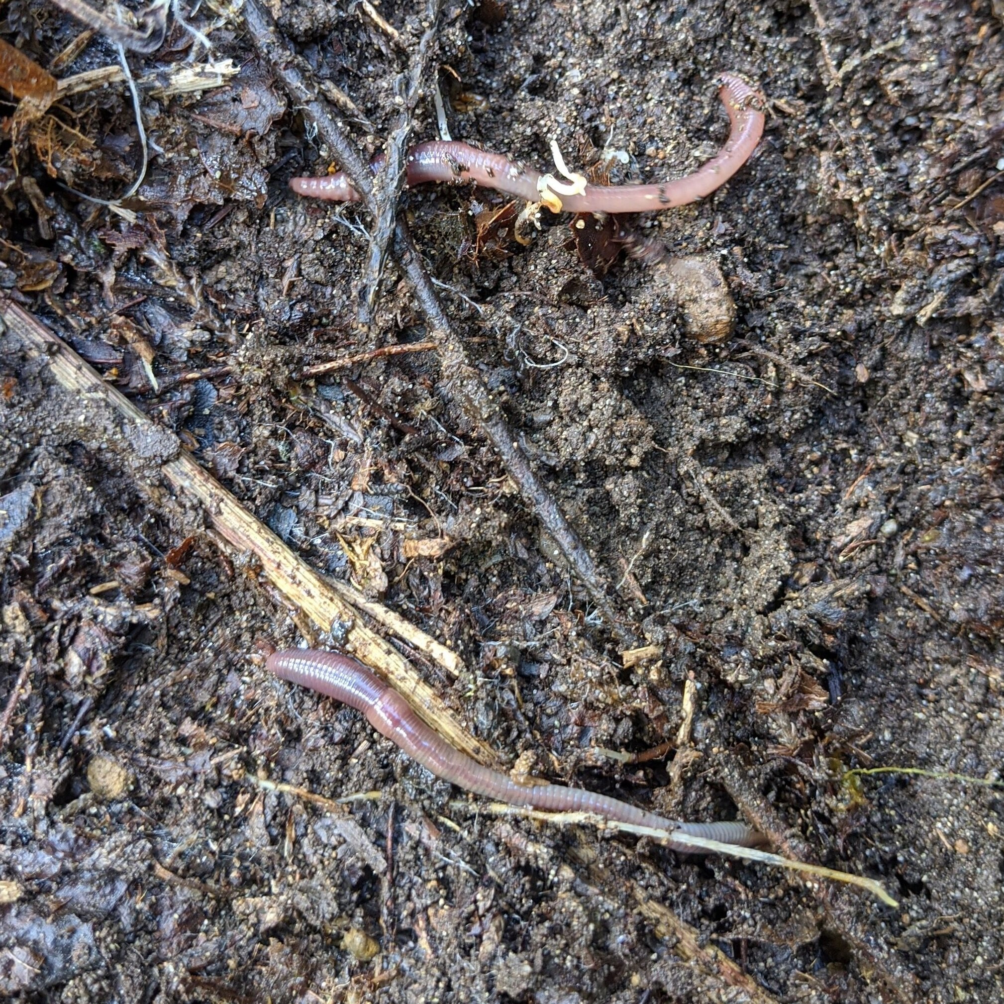 Sound View Camp - Family Campground / Outdoor Environmental Education -  Worms!