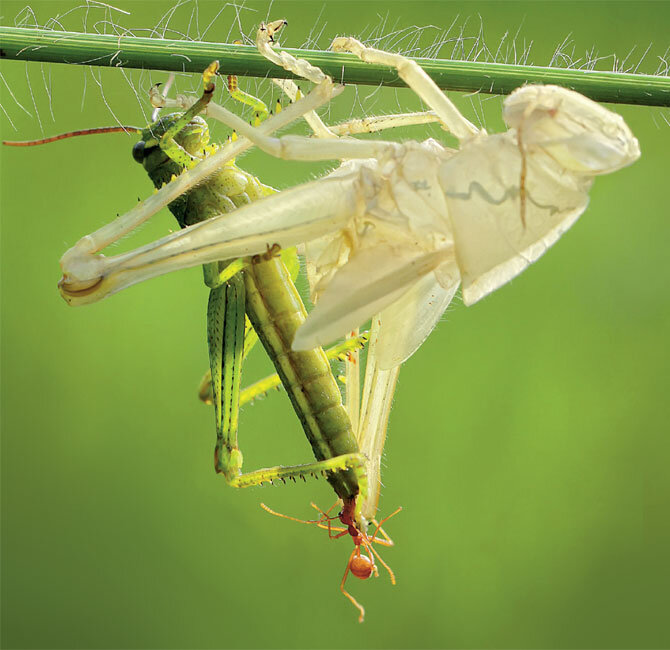Grasshopper Molting Photo: https://math.scholastic.com/issues/2017-18/10161...