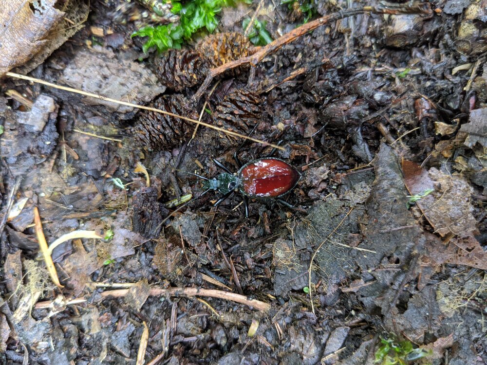 Snail eating Beetle