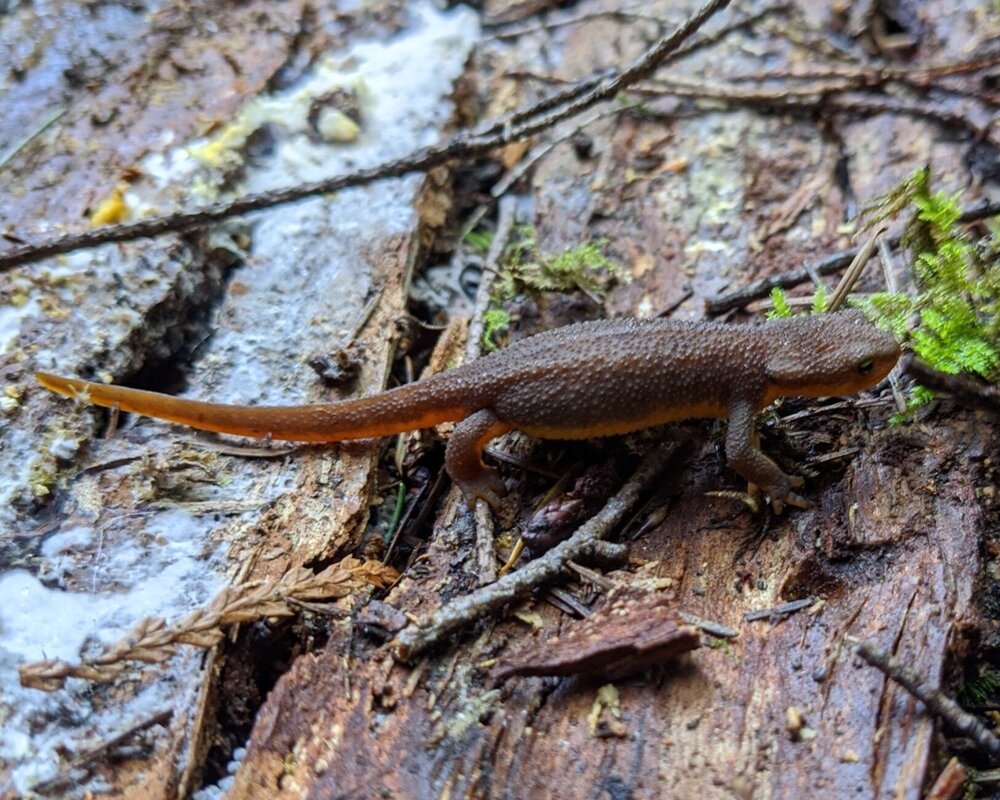 Rough Skinned Newt