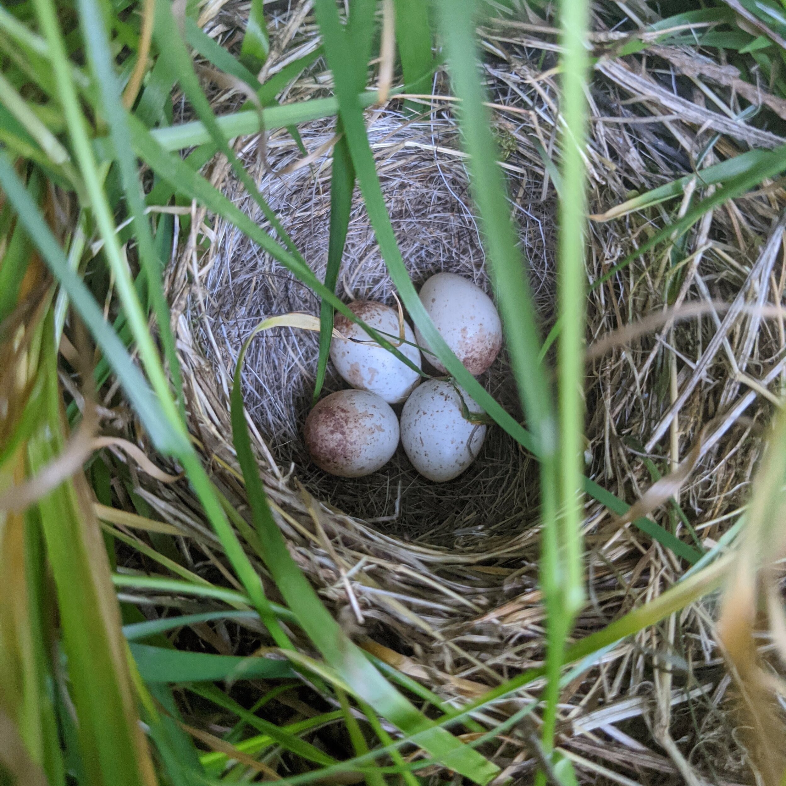  Juncos lay their eggs in a ground nest