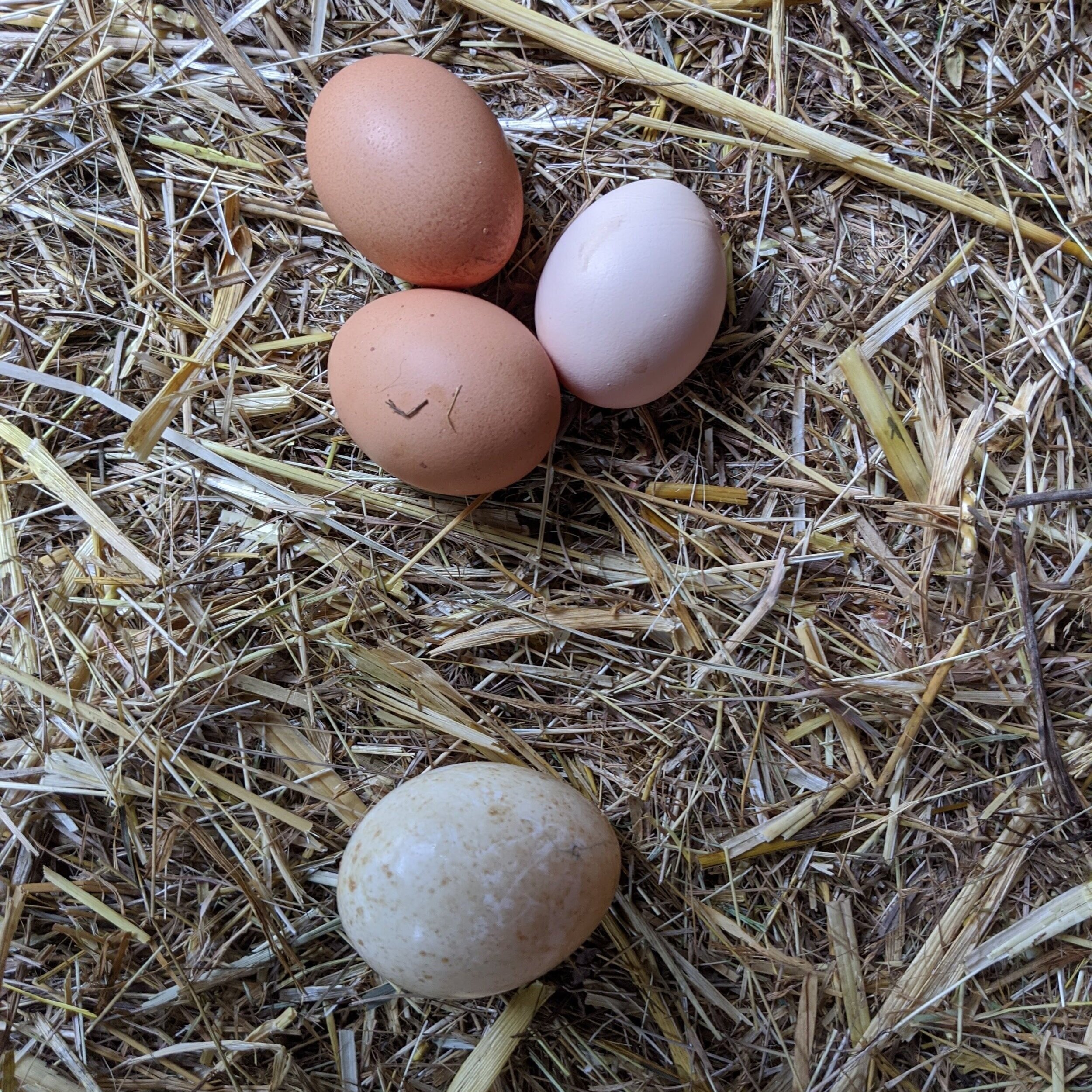 Top: chicken eggs/ Bottom: turkey egg