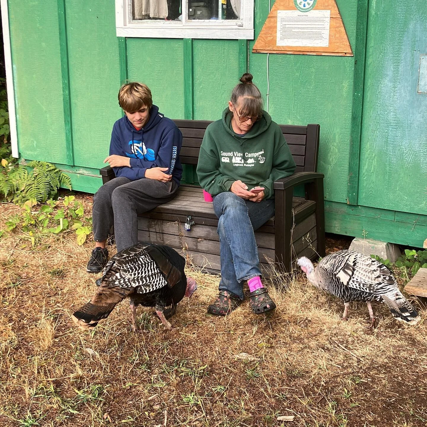 Morning staff meeting with the turkeys.