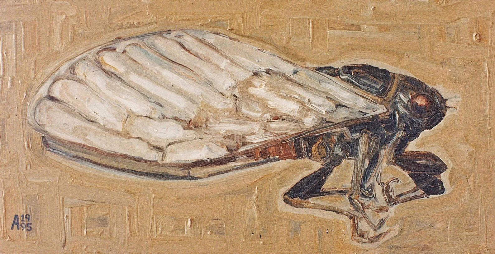 Cicarda
