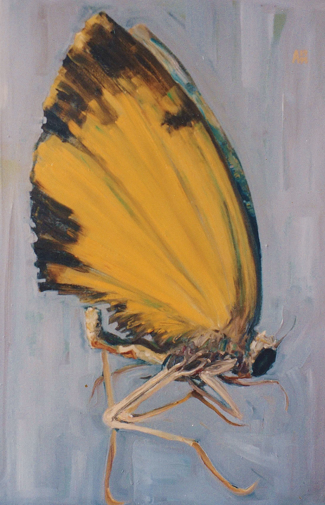 Moth