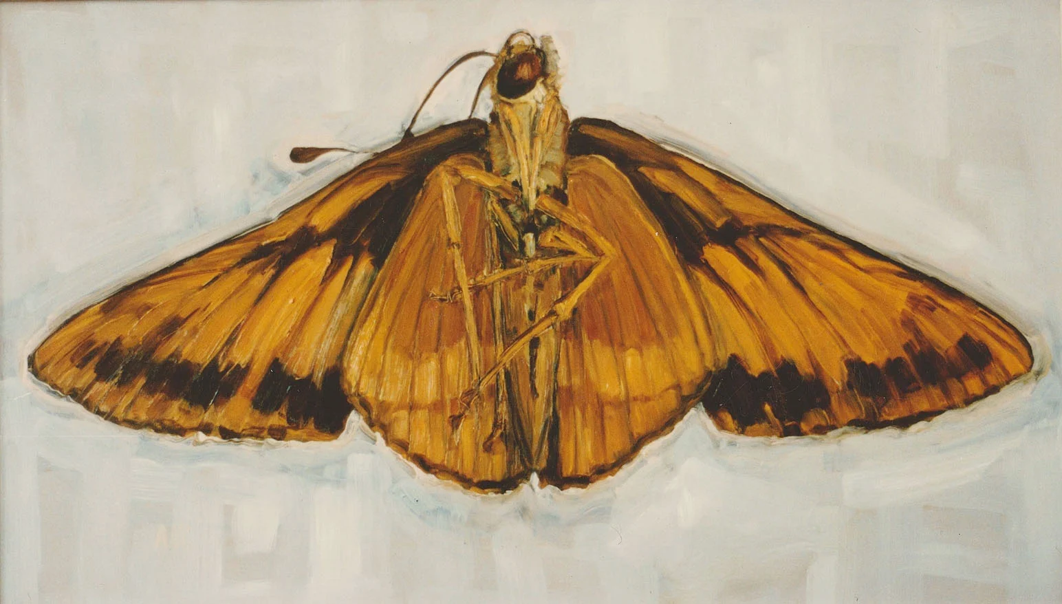 Moth