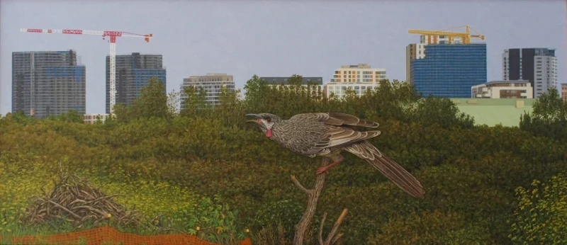 Wattlebird - Wolli Creek