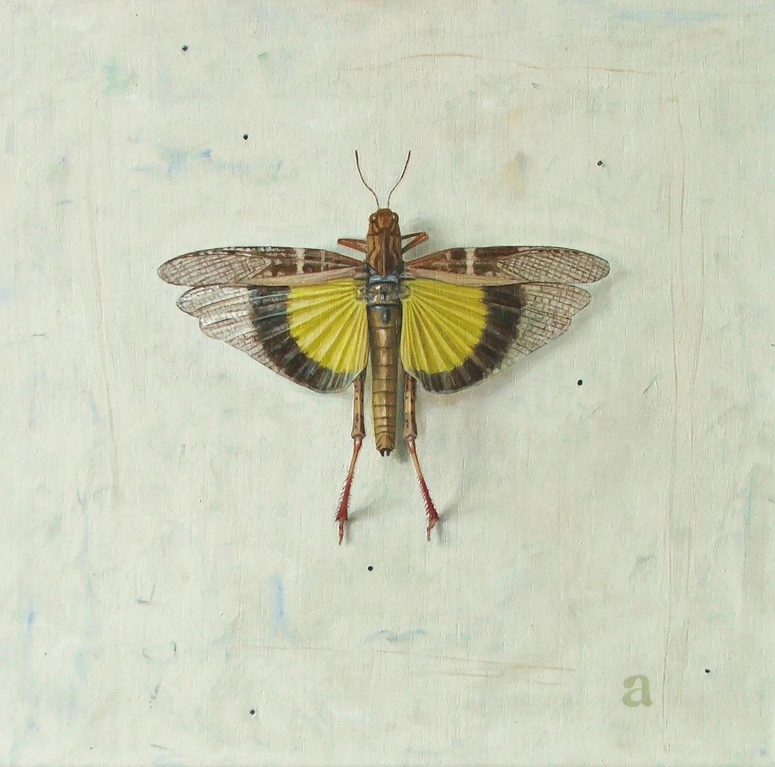 Locust
