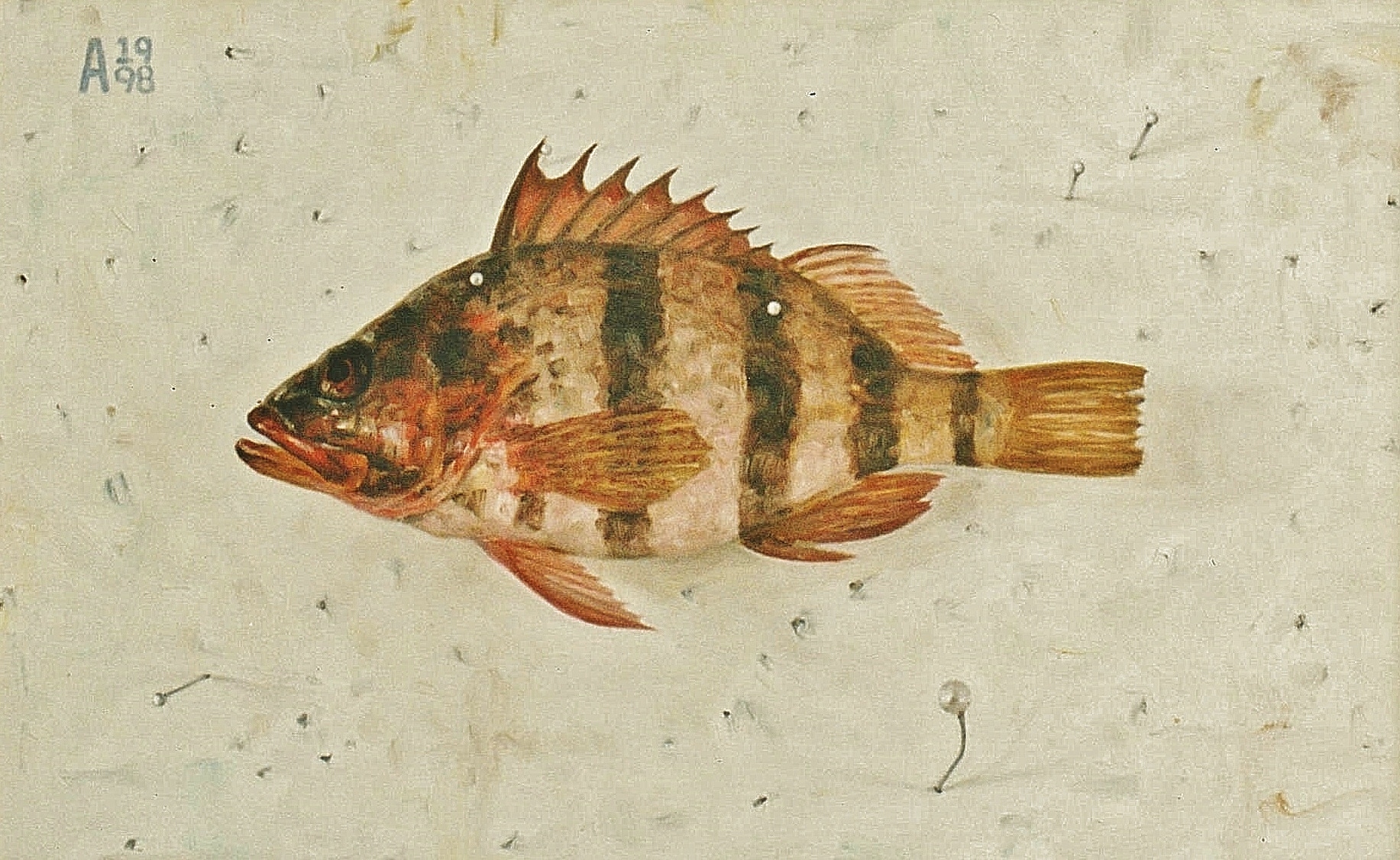 Banded Cod 