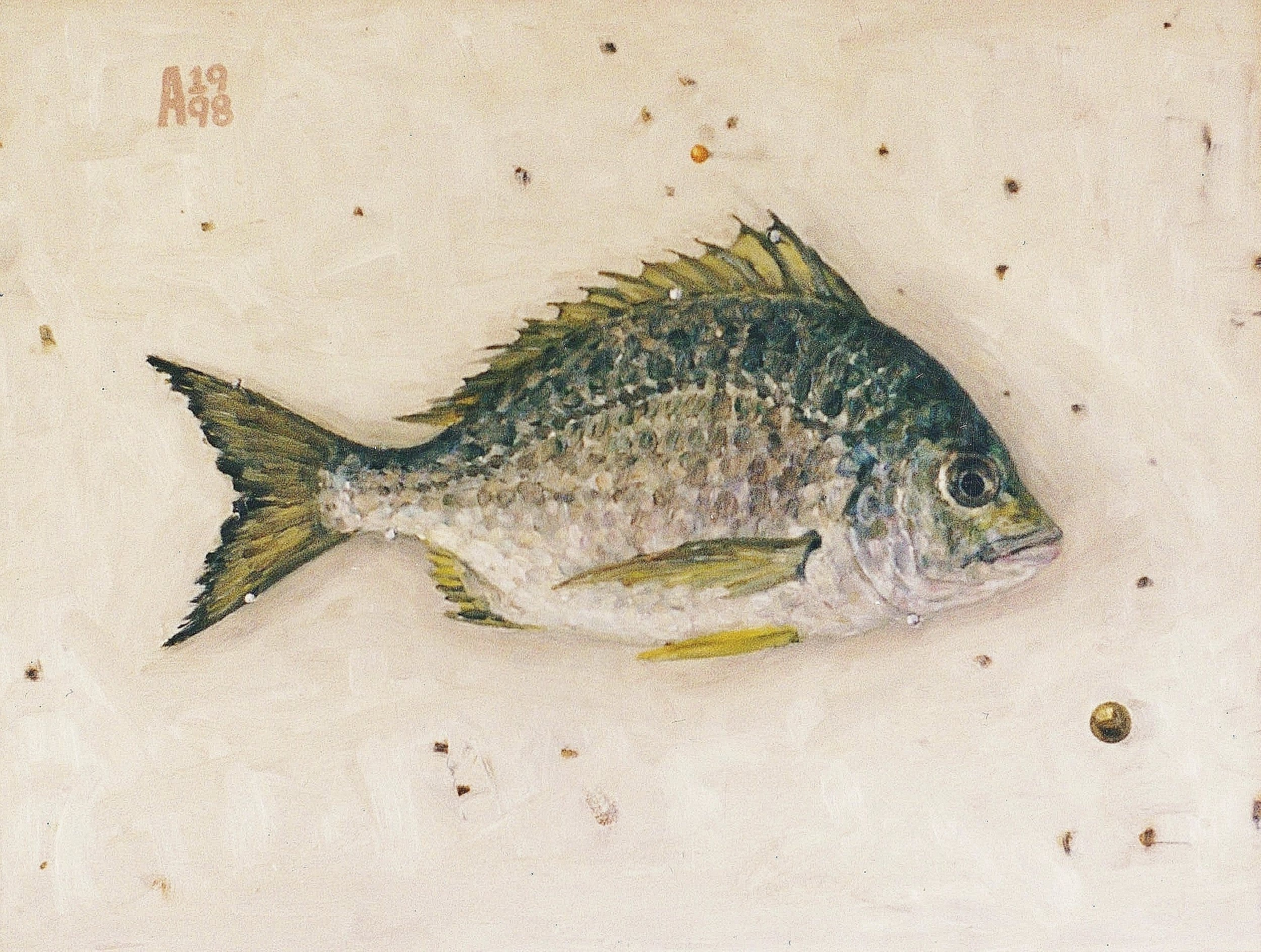 Black Bream 