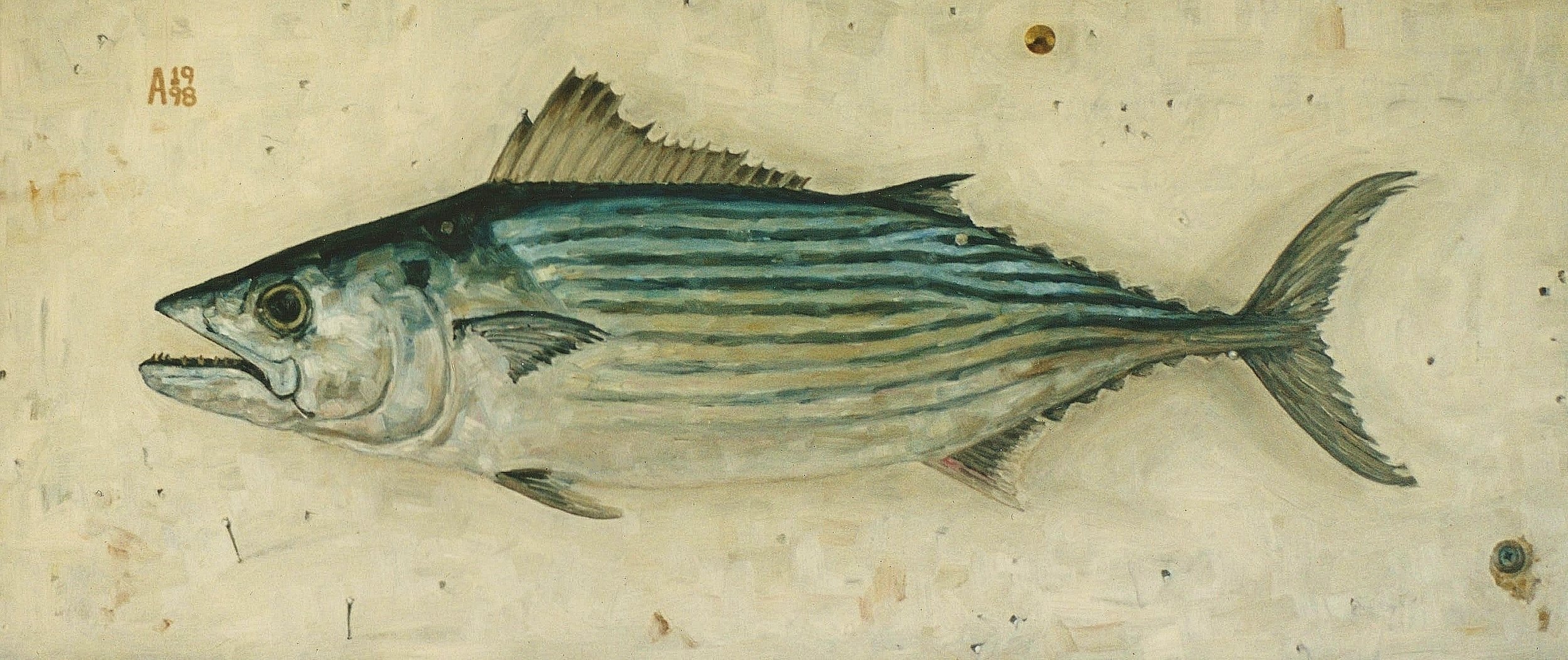 Bonito Tuna 