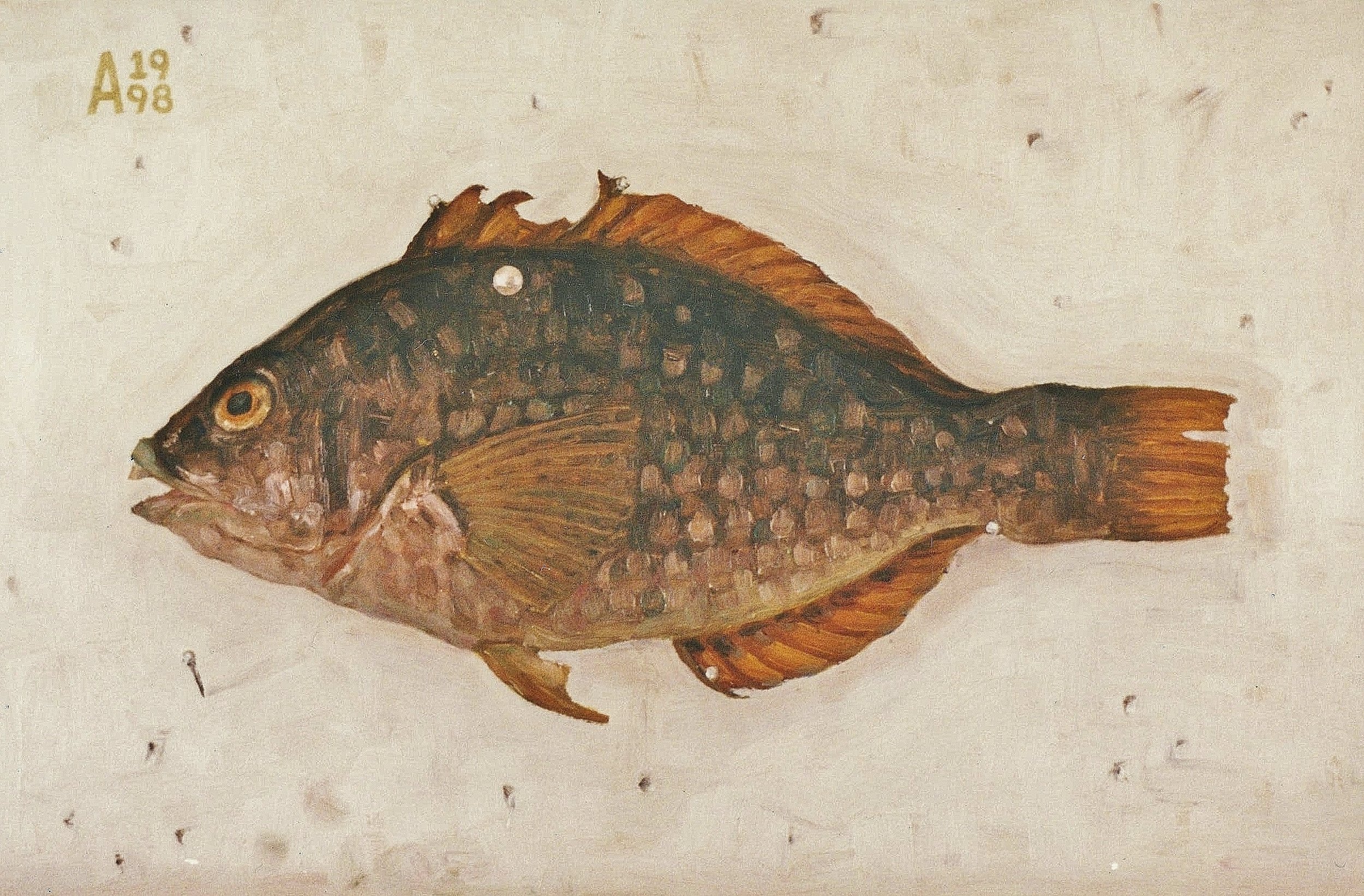 Unknown Fish 