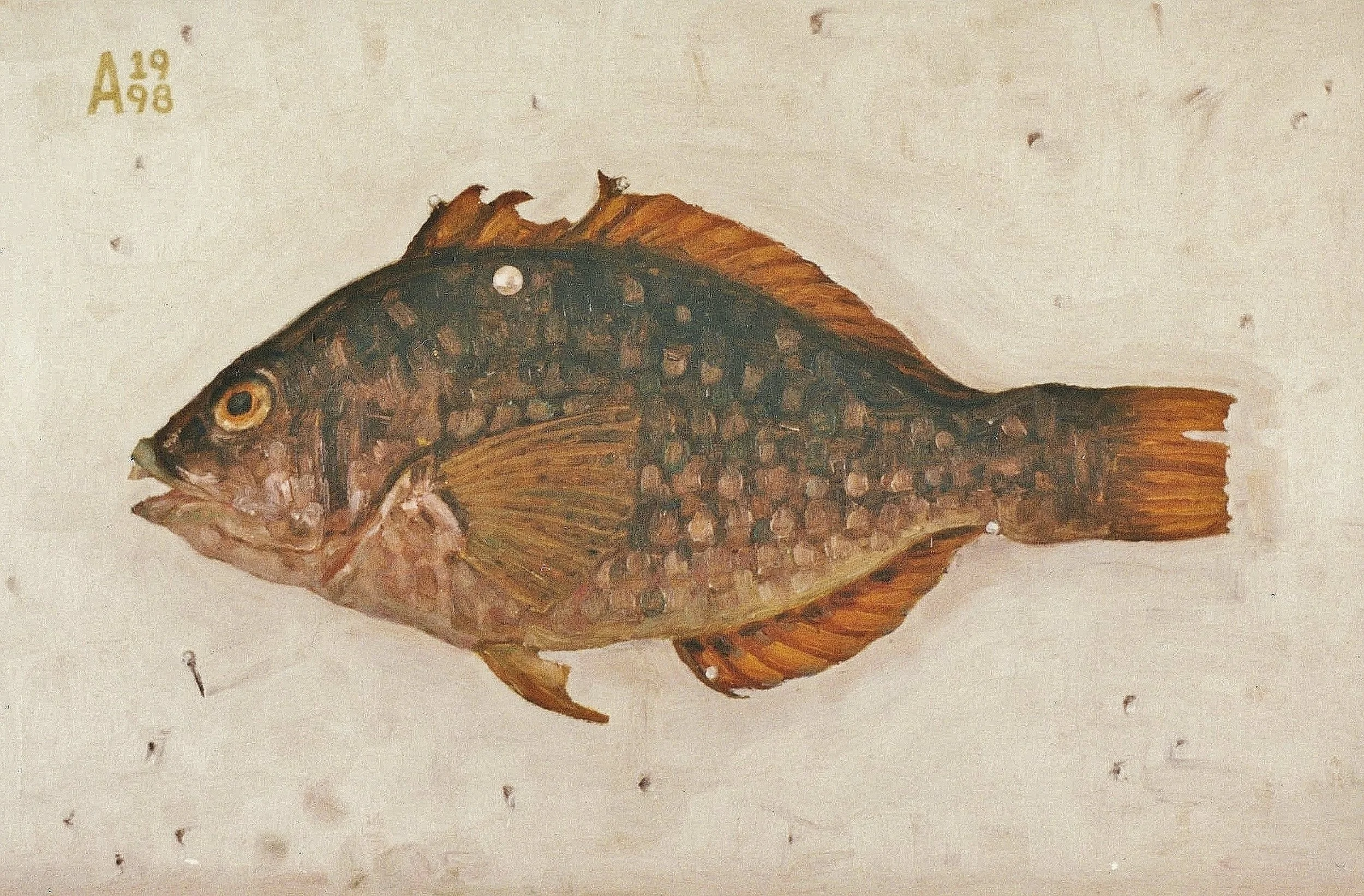 Unknown Fish