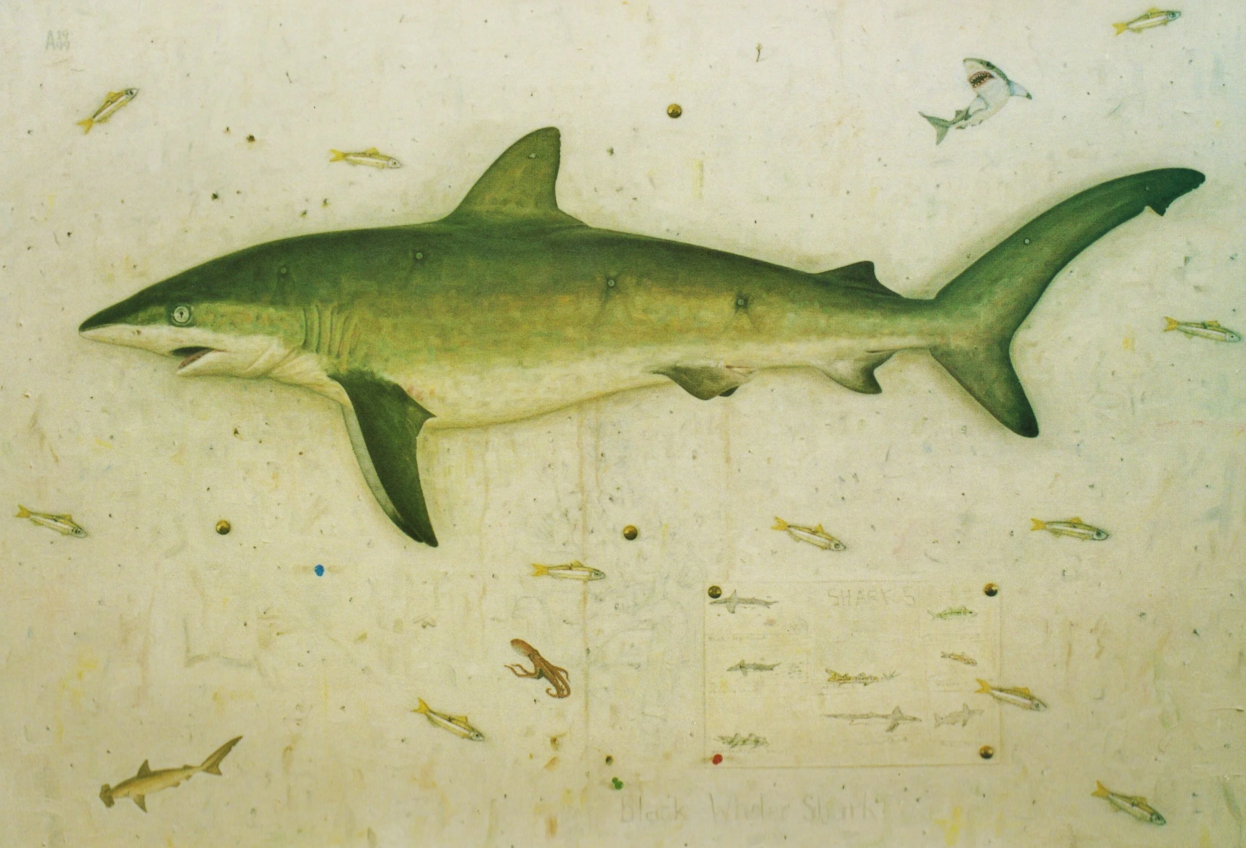 Black Whaler Shark