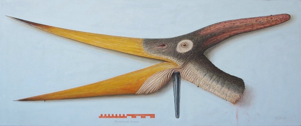Head of adult male Pteranodon