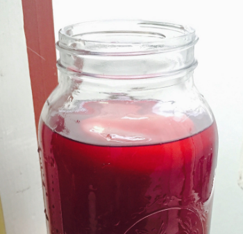 Kombucha scoby.jpg