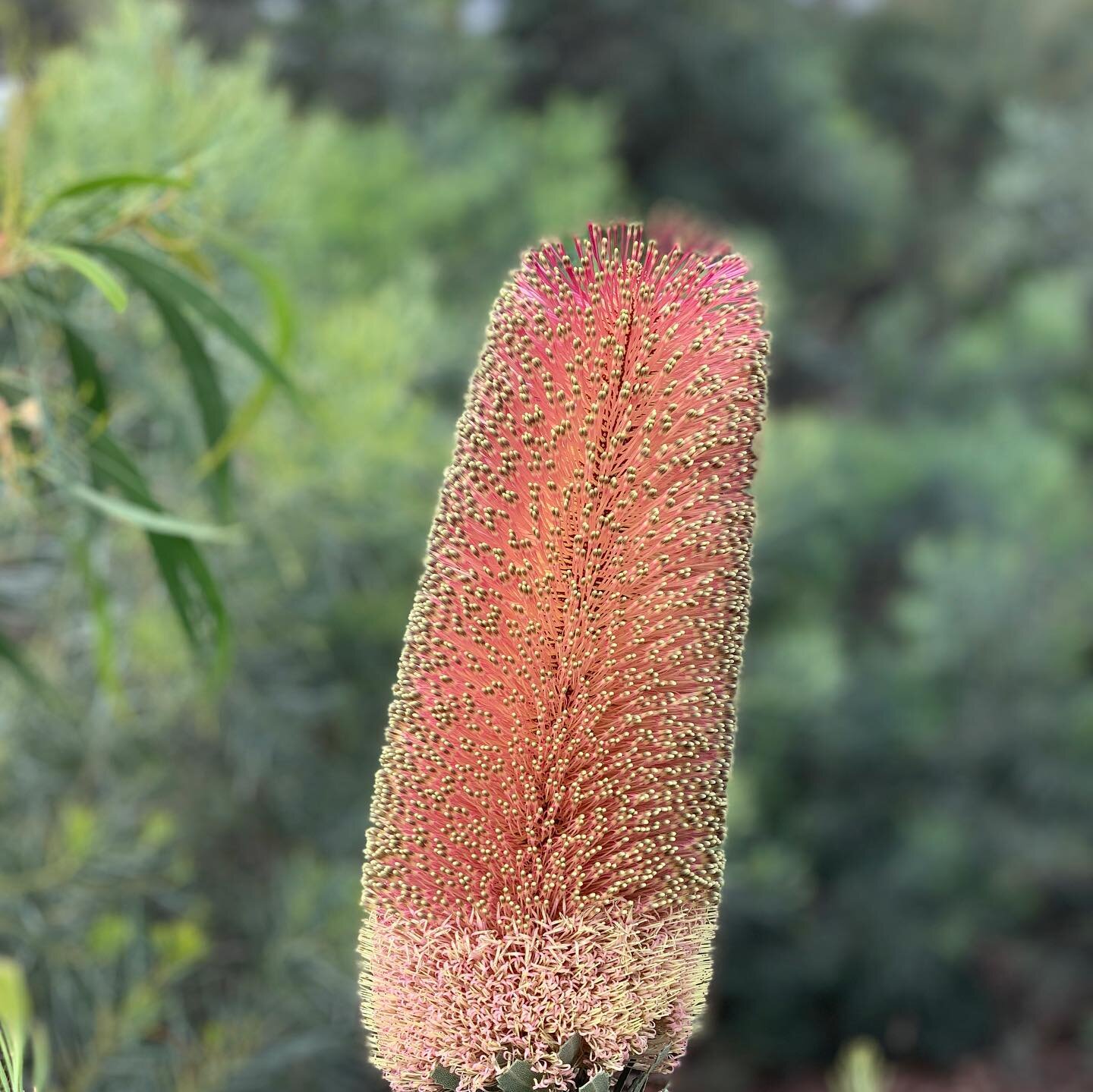 Nature fix 💚  #banksiaflower 
.
.
.
.
#stressrelief #naturecures #moodboost #nativeaustralianflowers #naturopath #jcnaturopathy