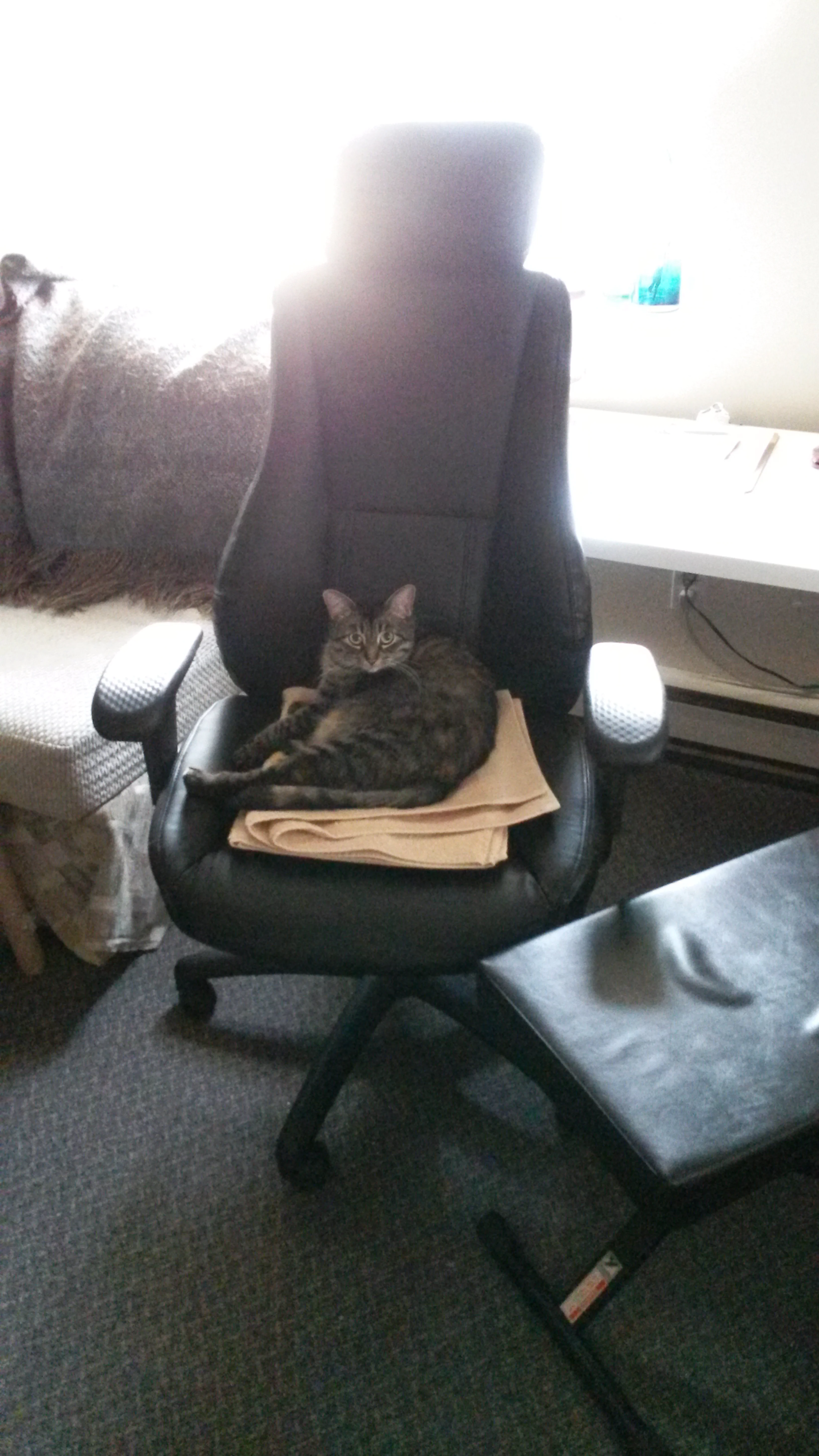 Gypsy in thinking chair.jpg