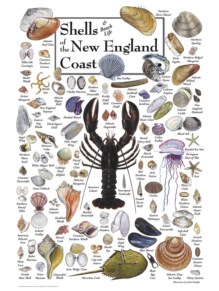 This poster from Folding Guides is a stunner, no? We have the brochure version in our beach bag. I'm fighting the urge to tick the shells off as we find them...