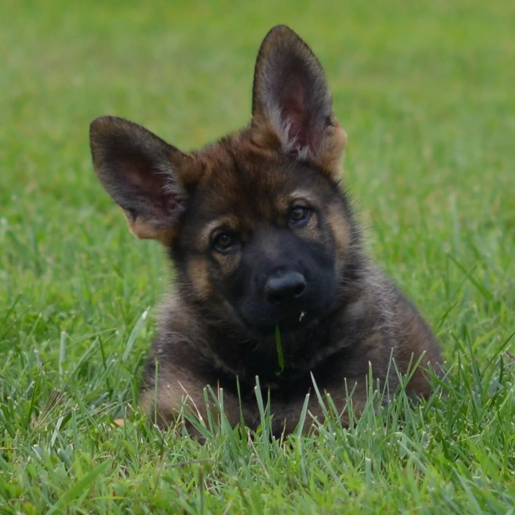8 Weeks Old.