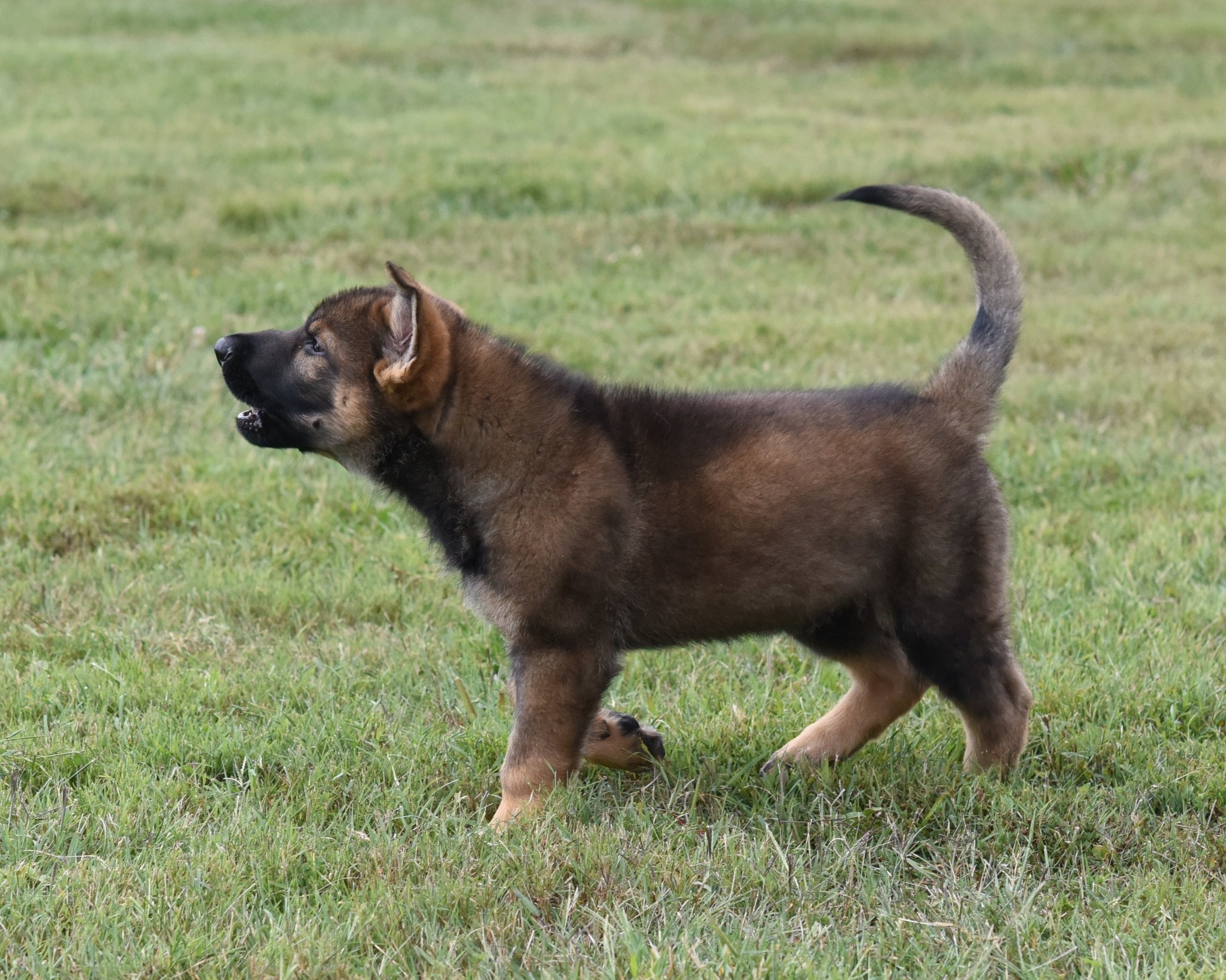 9 Weeks Old.