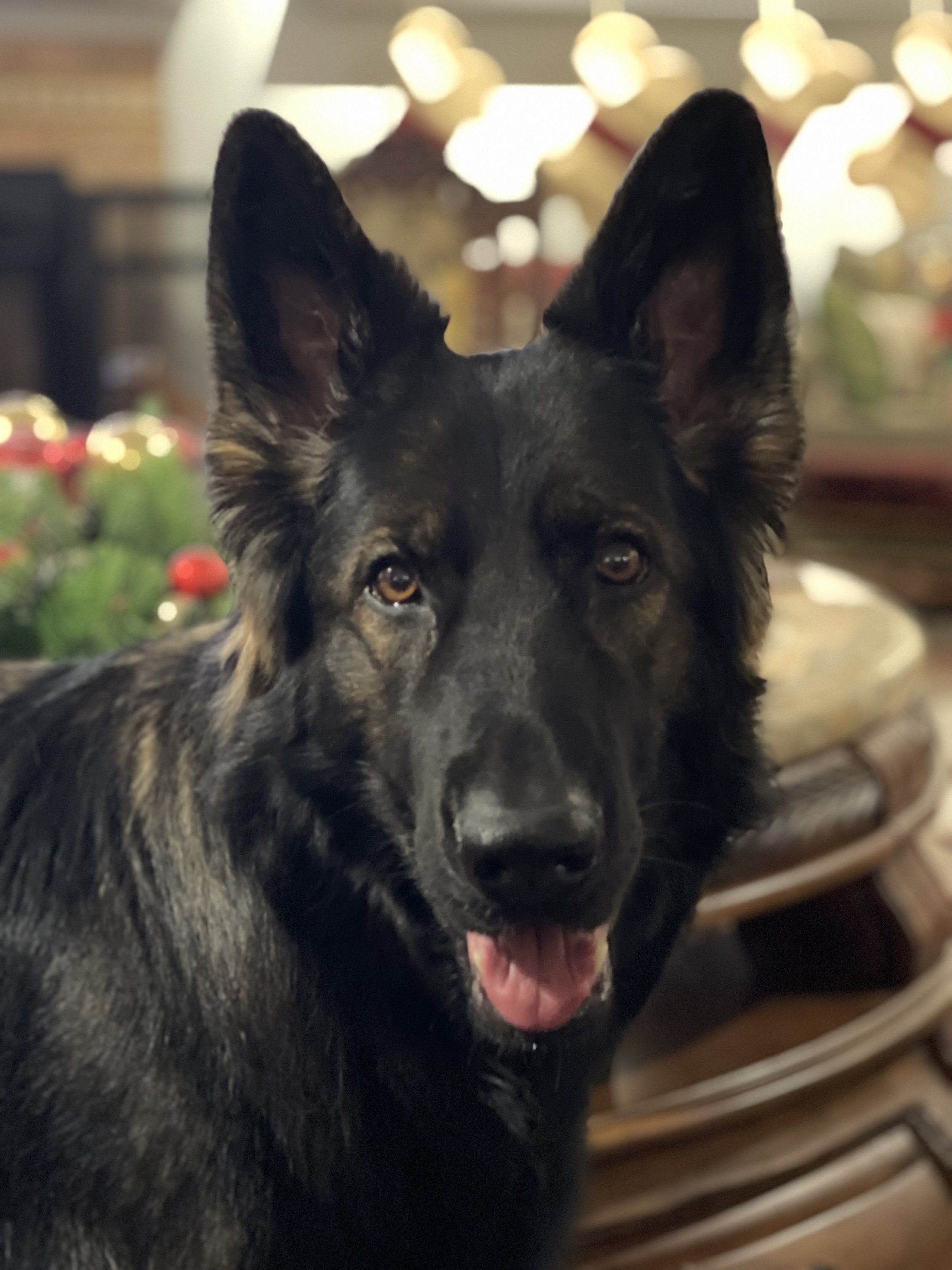 Belgian Malinois Proudly Showing Off His Destructiveness Delights