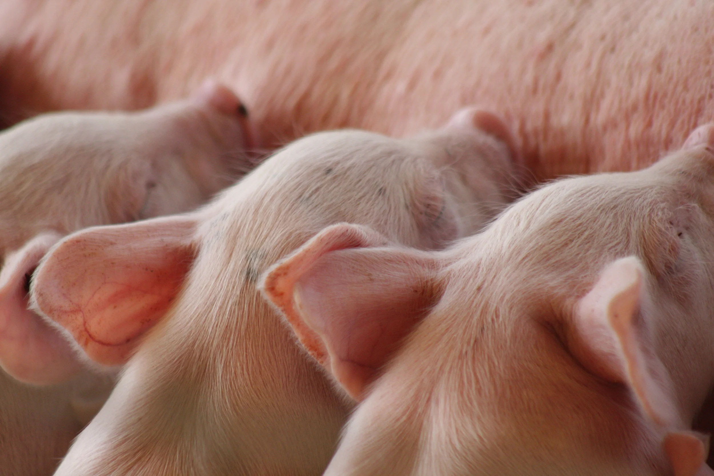 When and Why I Became Veggo…& Why Not Vegan? Part 1