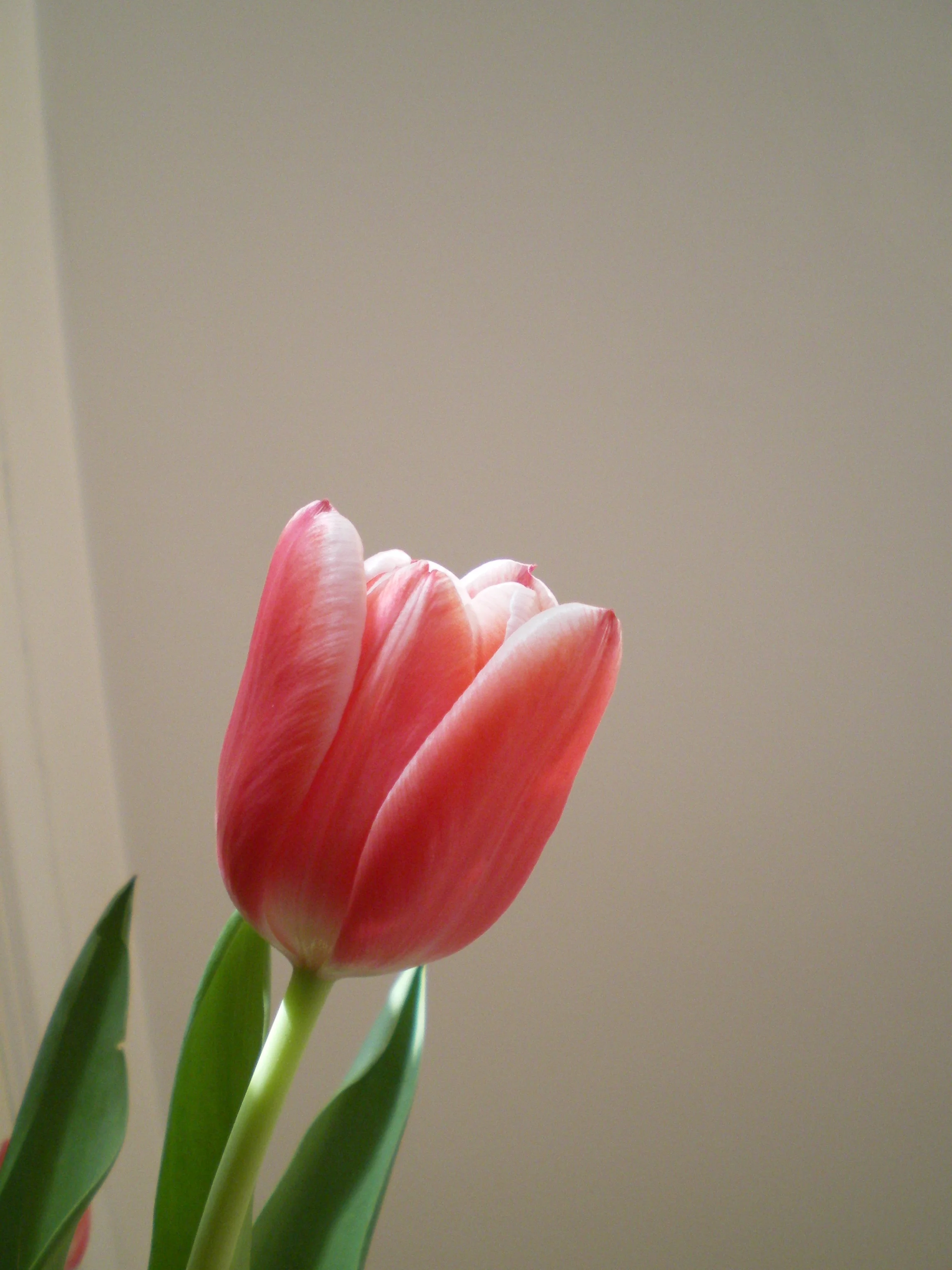 Flower Therapy Healing Messages