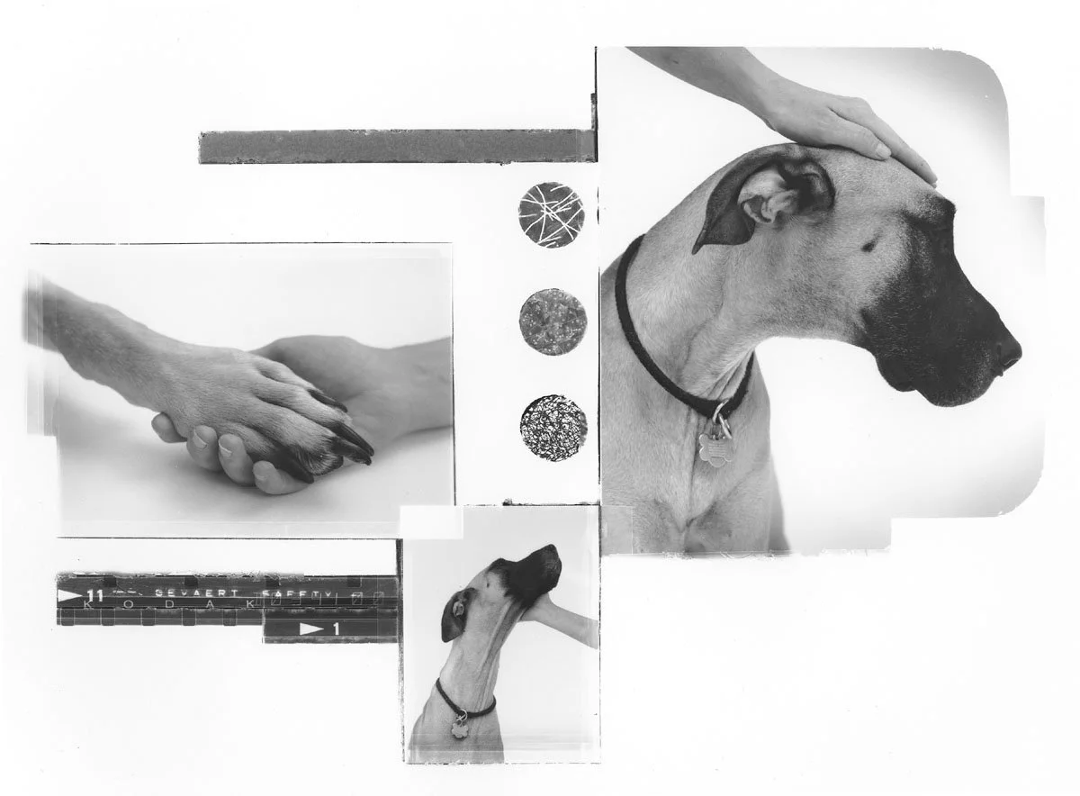 touching dog collage_1.jpg