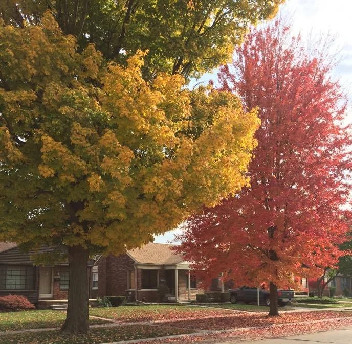 fall.jpg