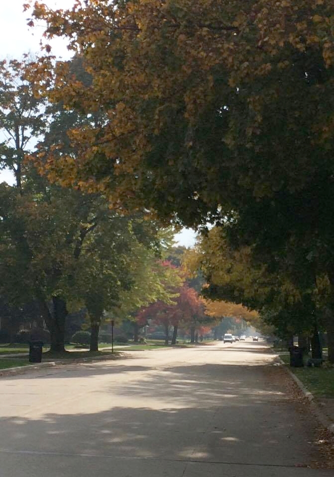 leaf street4.jpg
