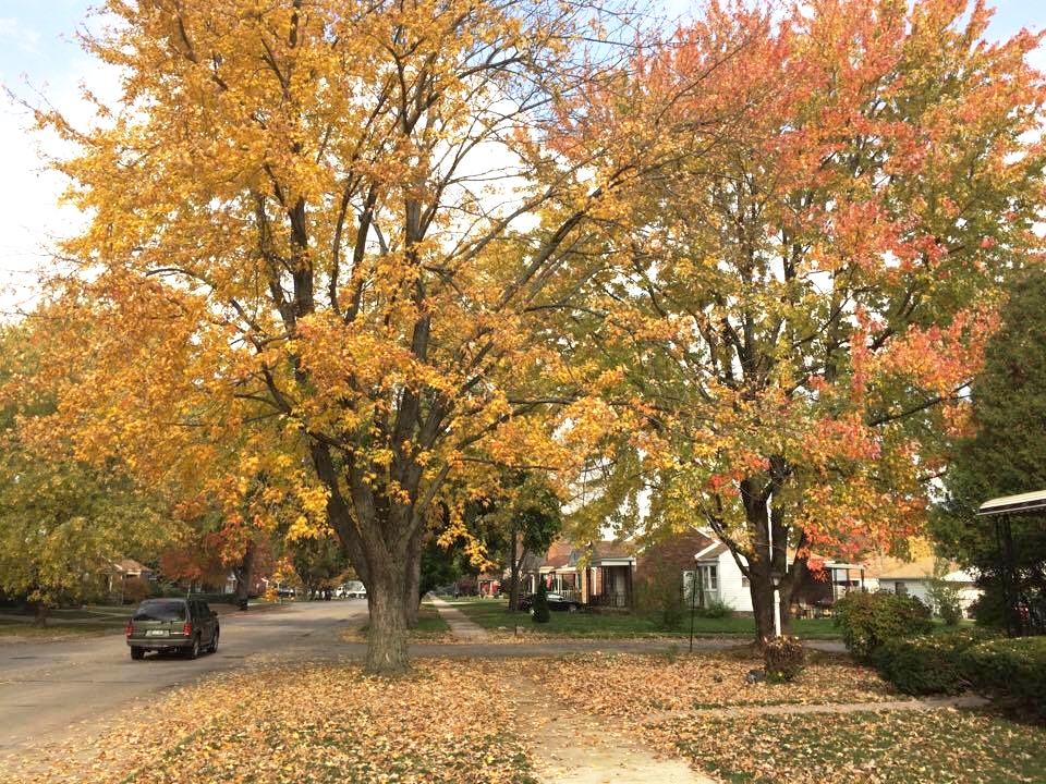 Leaf Street