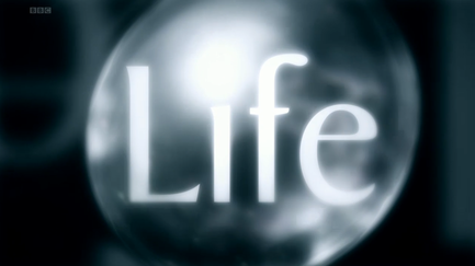 life.jpg