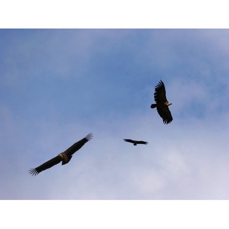 vultures.jpeg